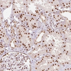 RTP4 Antibody, Novus Biologicals 0.1mL; Unlabeled:Antibodies, Polyclonal